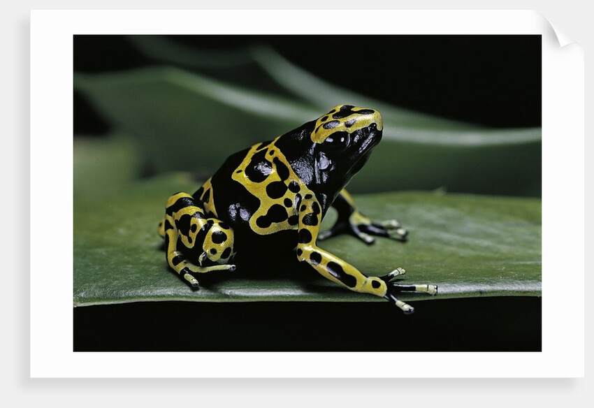 Dendrobates leucomelas (yellow-banded poison dart frog) by Anonymous