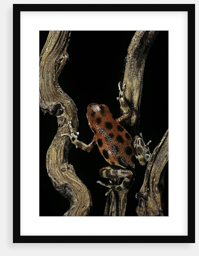 Oophaga pumilio f. bastimentos (strawberry poison-dart frog) by Anonymous