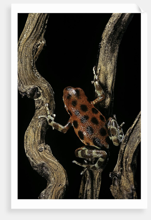 Oophaga pumilio f. bastimentos (strawberry poison-dart frog) by Anonymous