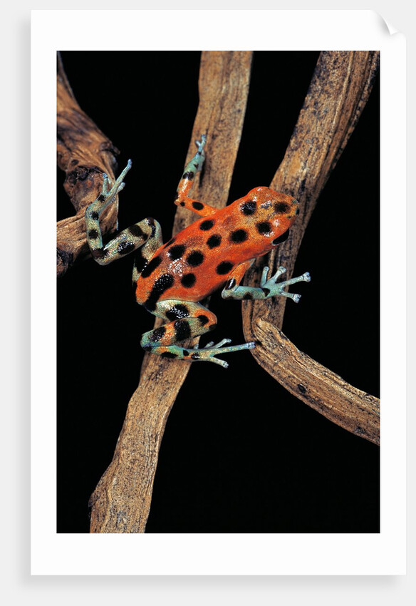 Oophaga pumilio f. bastimentos (strawberry poison-dart frog) by Anonymous