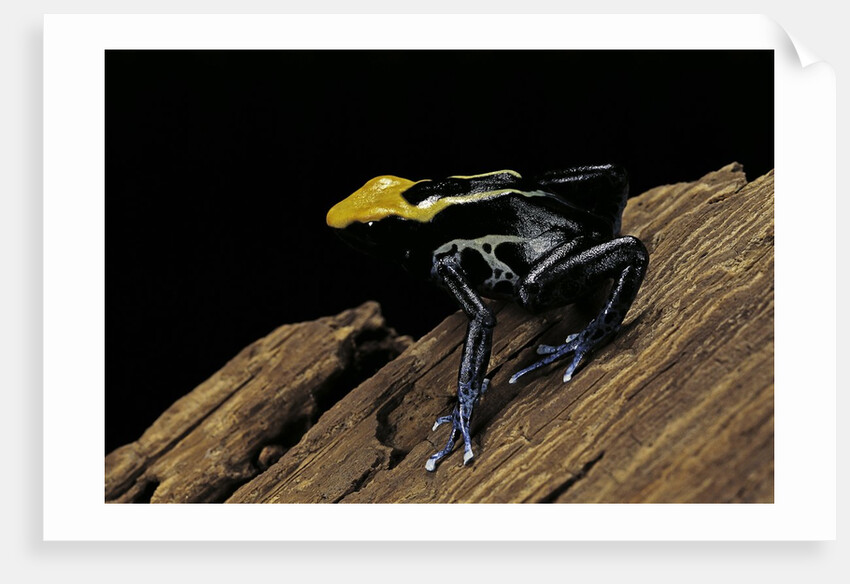 Dendrobates tinctorius f. brazil (dyeing poison dart frog) by Anonymous