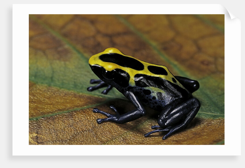 Dendrobates tinctorius (dyeing poison dart frog) by Anonymous