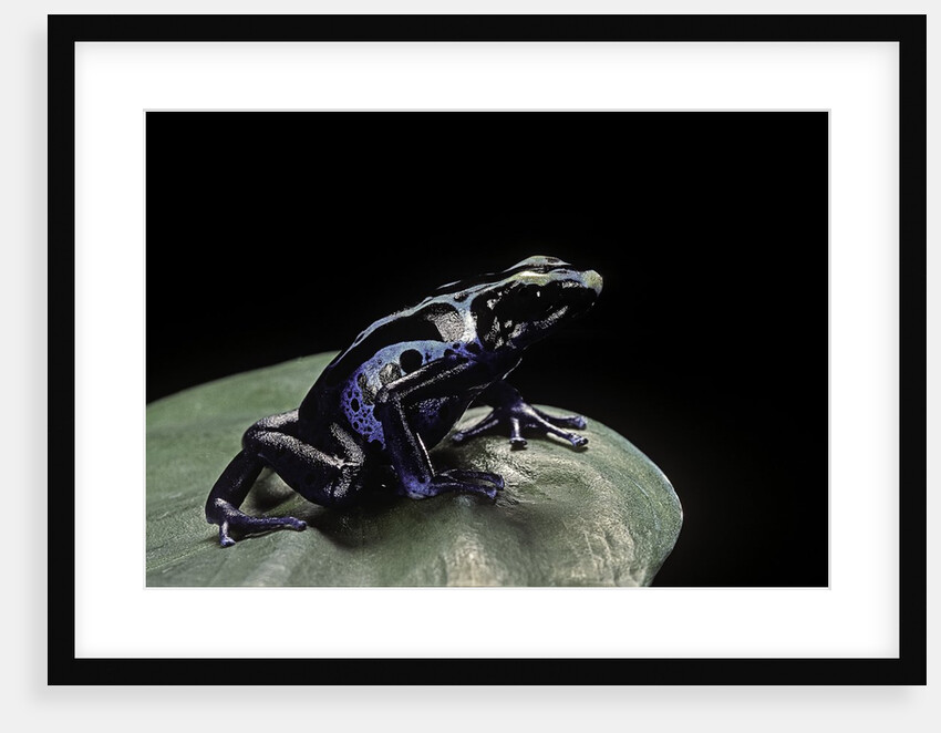 Dendrobates tinctorius f. agreja (dyeing poison dart frog) by Anonymous