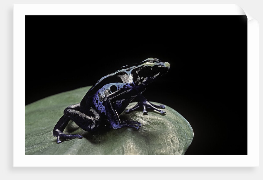Dendrobates tinctorius f. agreja (dyeing poison dart frog) by Anonymous