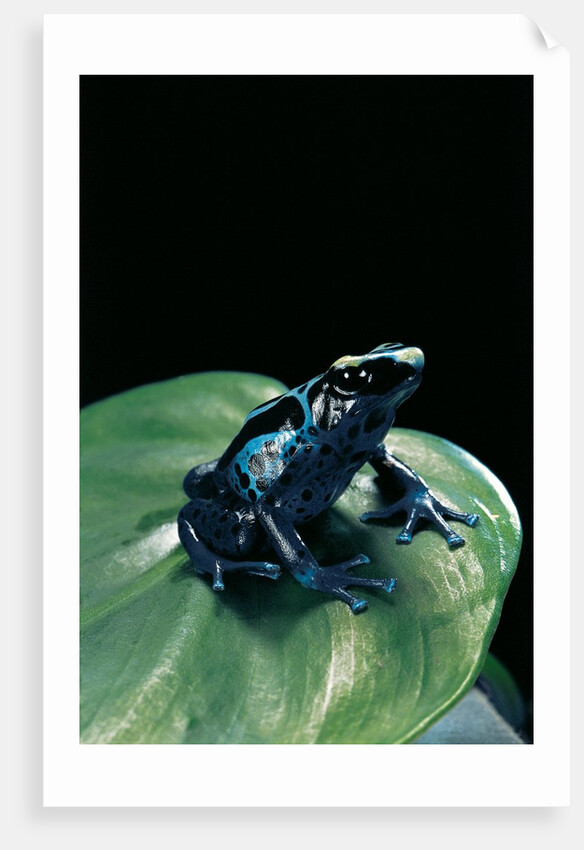 Dendrobates tinctorius f. agreja (dyeing poison dart frog) by Anonymous