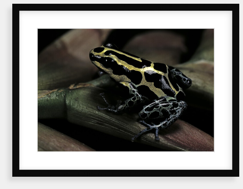 Ranitomeya ventrimaculata (reticulated poison frog) by Anonymous