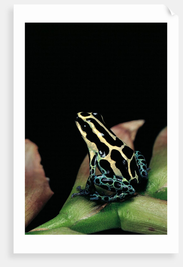 Ranitomeya ventrimaculata (reticulated poison frog) by Anonymous