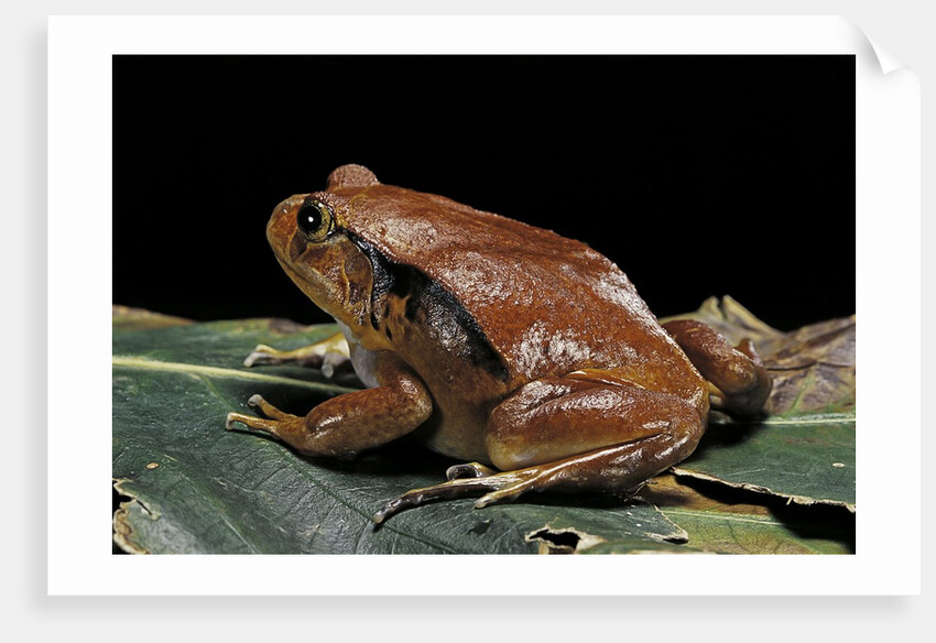 Dyscophus antongilii (Madagascar tomato frog) by Anonymous