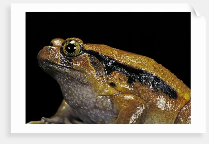 Dyscophus guineti (false tomato frog) by Anonymous