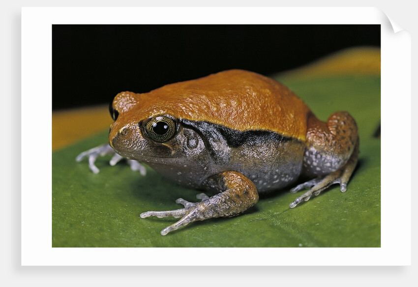 Dyscophus guineti (false tomato frog) by Anonymous