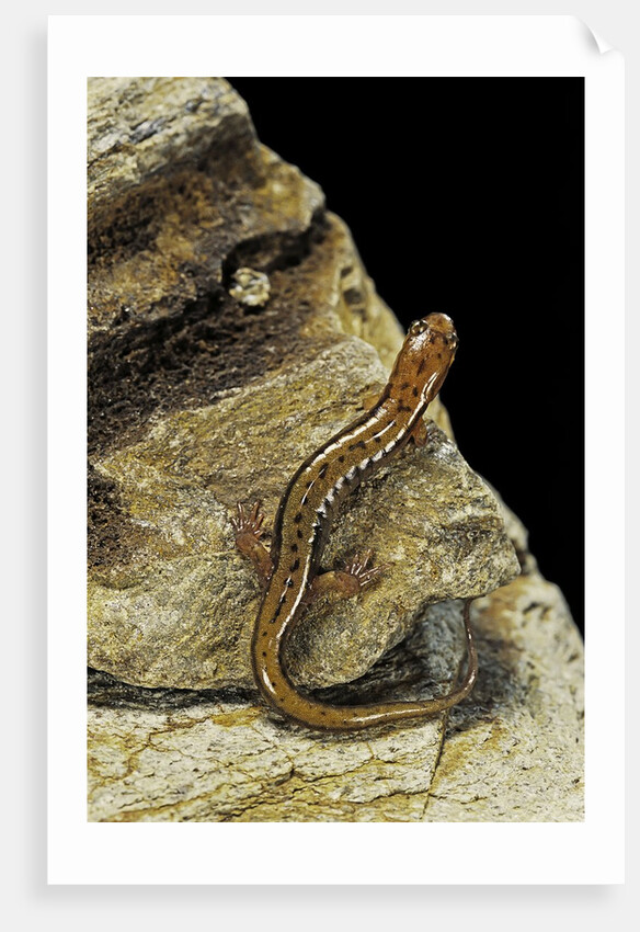 Eurycea bislineata (northern two-lined salamander) by Anonymous