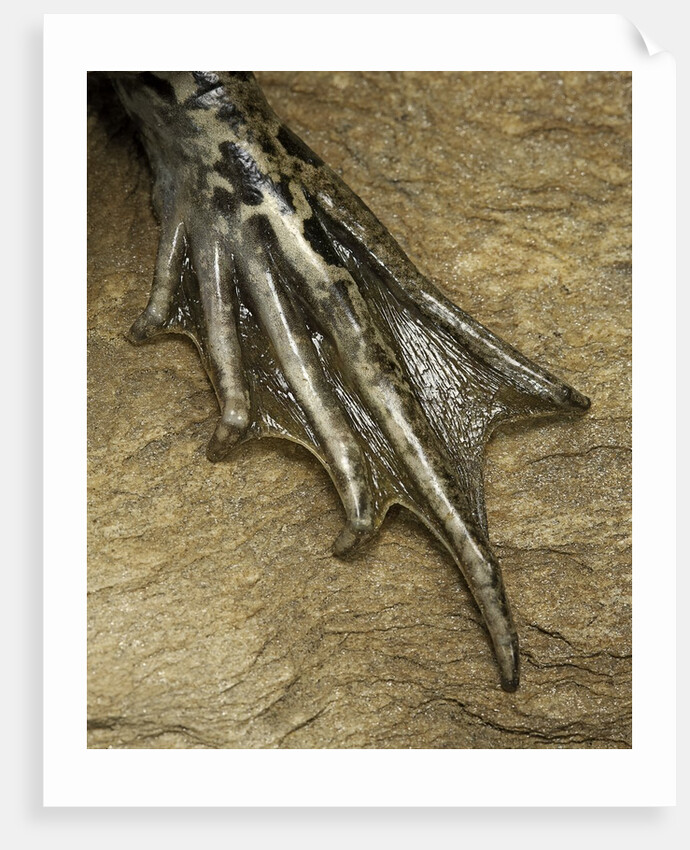 edible frog - webbed foot by Anonymous