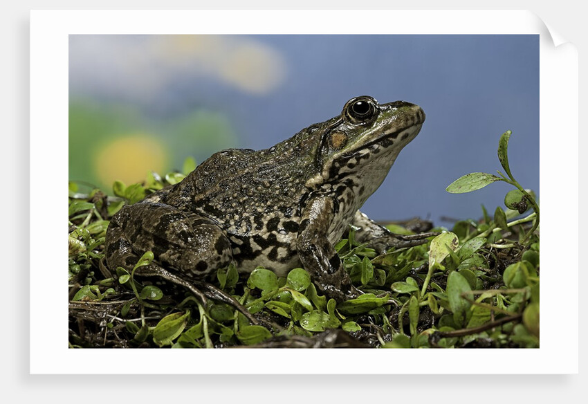 edible frog by Anonymous