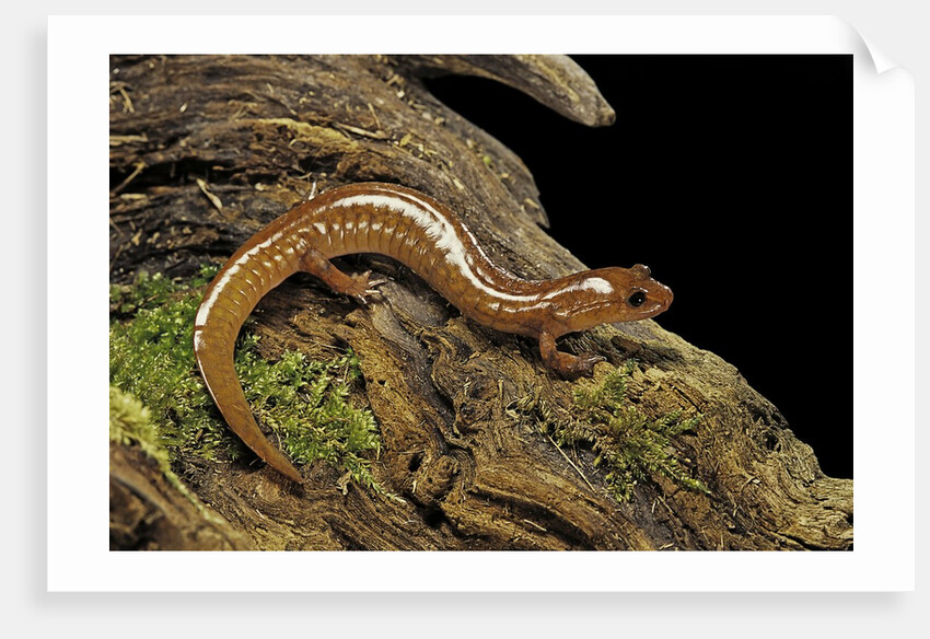 Gyrinophilus porphyriticus (spring salamander) by Anonymous