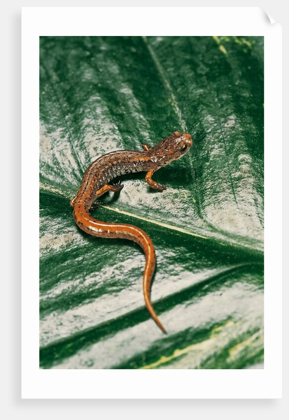 Hemidactylium scutatum (four-toed salamander) by Anonymous