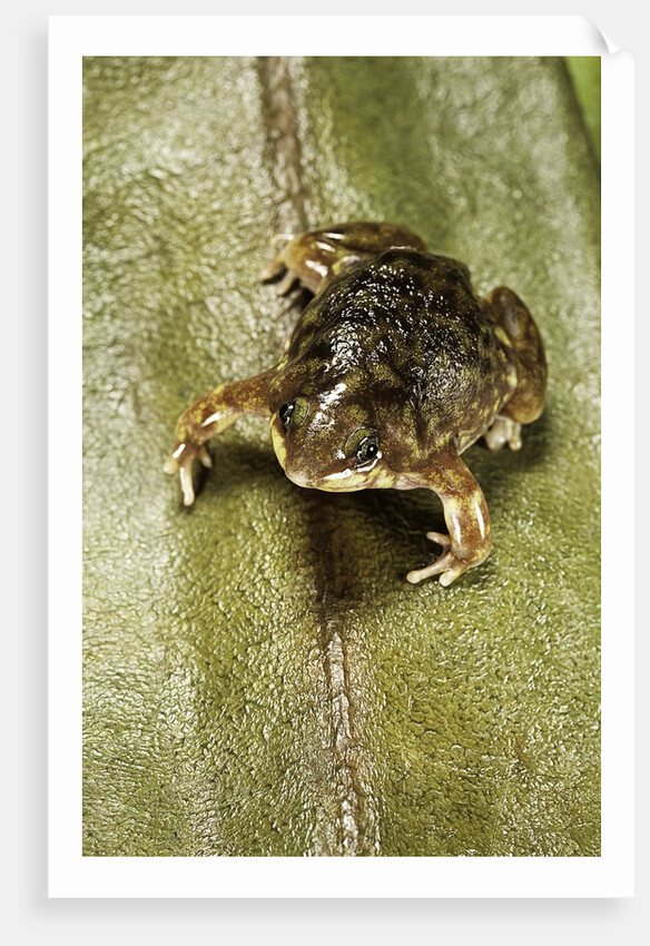 Hemisus marmoratus (shovel-nosed frog) by Anonymous
