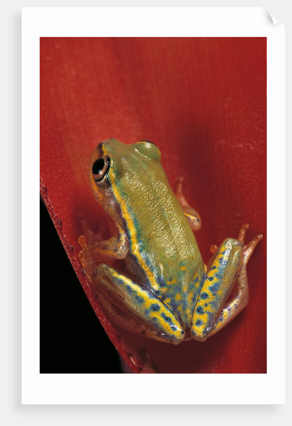 Heterixalus betsileo (Betsileo reed frog) by Anonymous