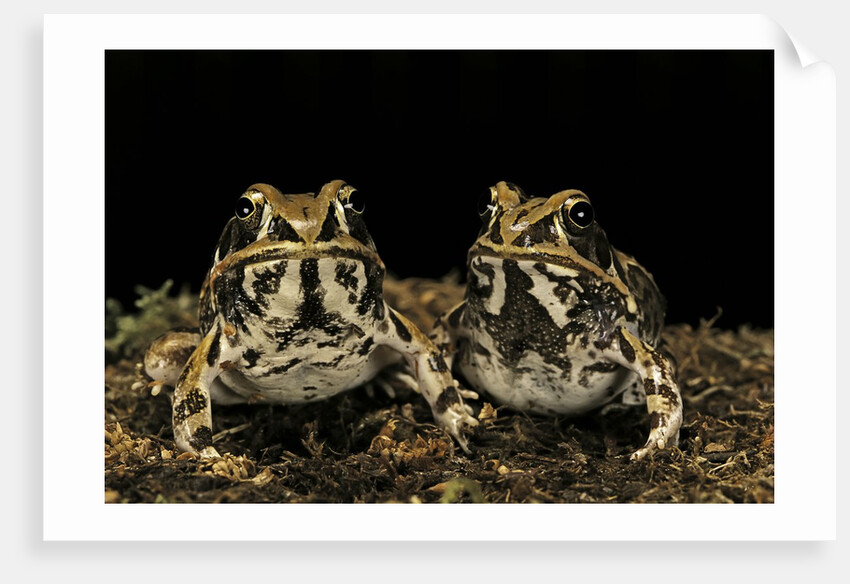 Hildebrandtia ornata (ornate frog) by Anonymous