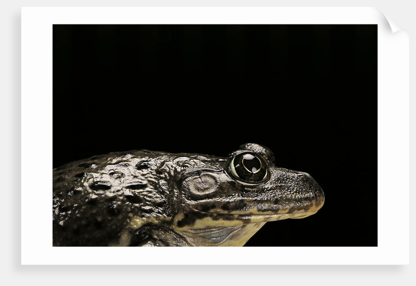 Hoplobatrachus occipitalis (crowned bullfrog) by Anonymous