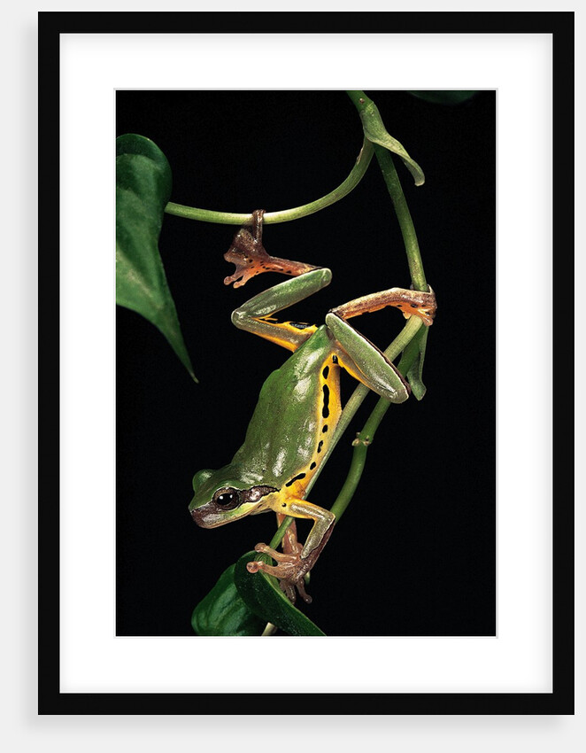 Hyla chinensis (Chinese tree toad) by Anonymous