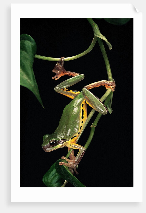 Hyla chinensis (Chinese tree toad) by Anonymous
