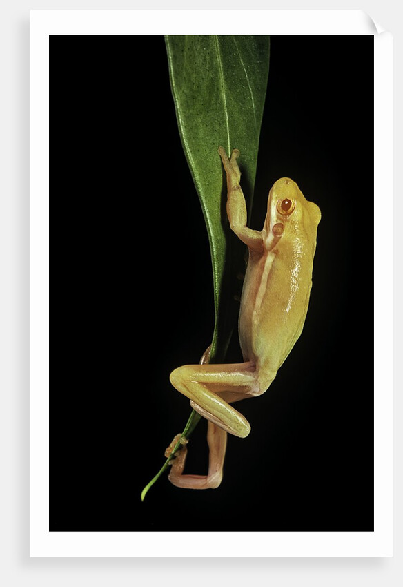 Hyla cinerea albino (American green tree frog) by Anonymous