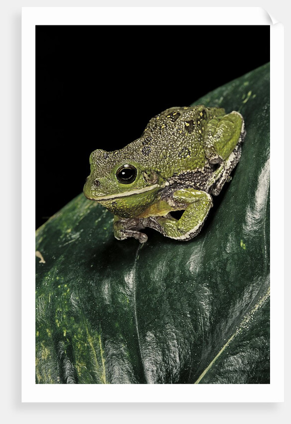 Hyla gratiosa (barking treefrog) by Anonymous