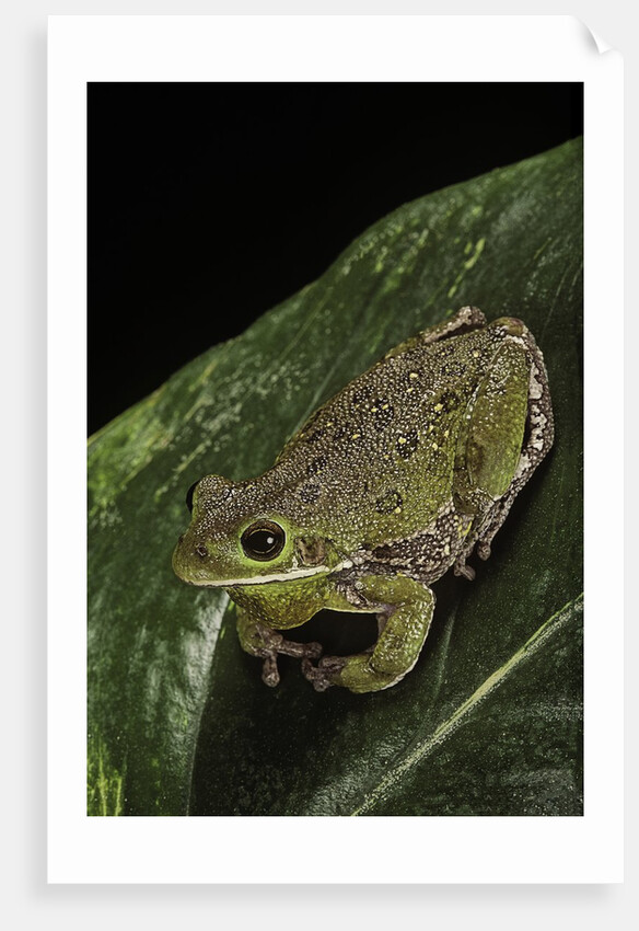 Hyla gratiosa (barking treefrog) by Anonymous