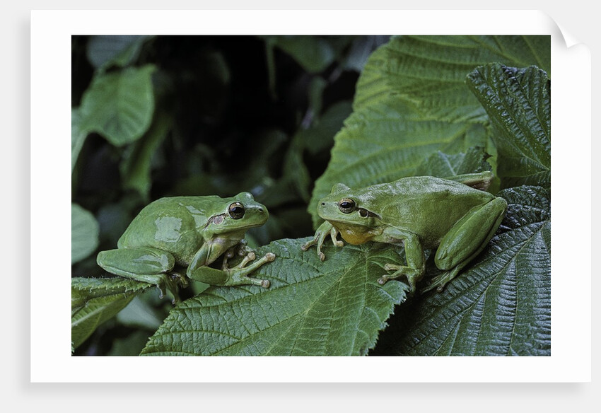Hyla meridionalis (Mediterranean tree frog) - pair by Anonymous