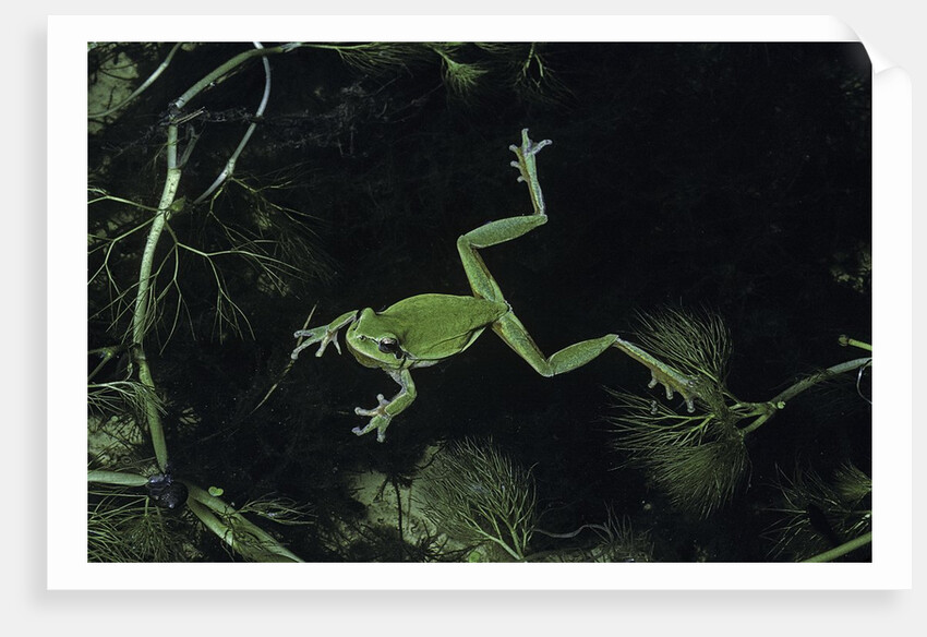 Hyla meridionalis (Mediterranean tree frog) - in water by Anonymous