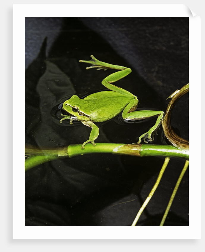 Hyla meridionalis (Mediterranean tree frog) - in water by Anonymous