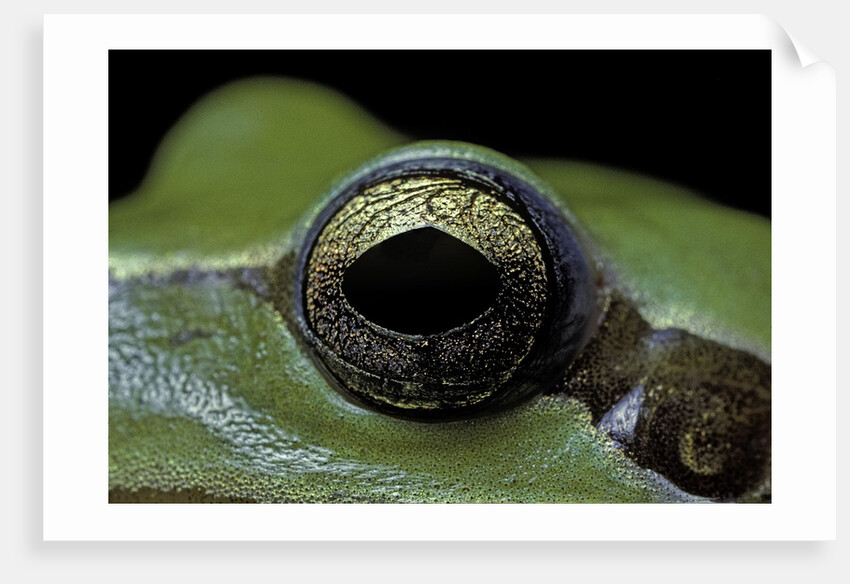 Hyla meridionalis (Mediterranean tree frog) - eye by Anonymous