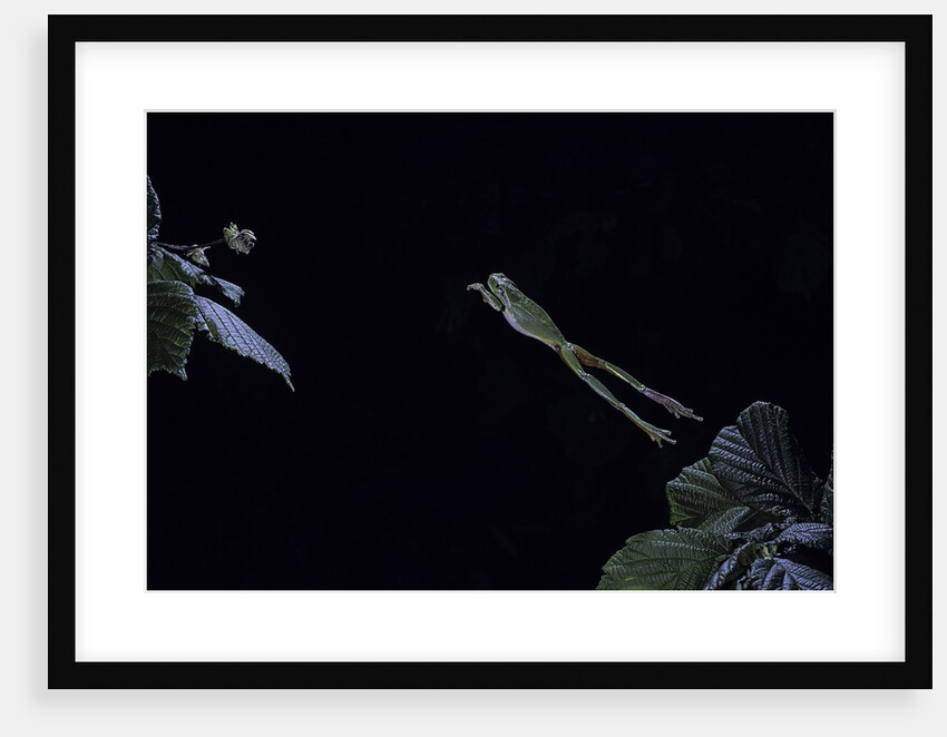 Hyla meridionalis (Mediterranean tree frog) - leaping by Anonymous