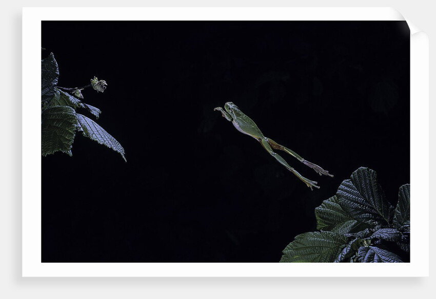 Hyla meridionalis (Mediterranean tree frog) - leaping by Anonymous
