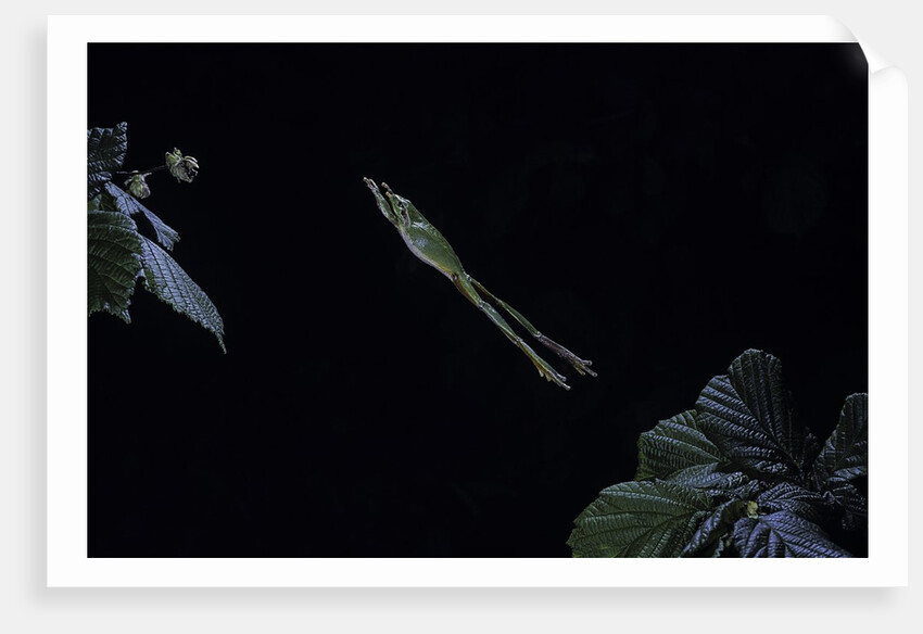 Hyla meridionalis (Mediterranean tree frog) - leaping by Anonymous