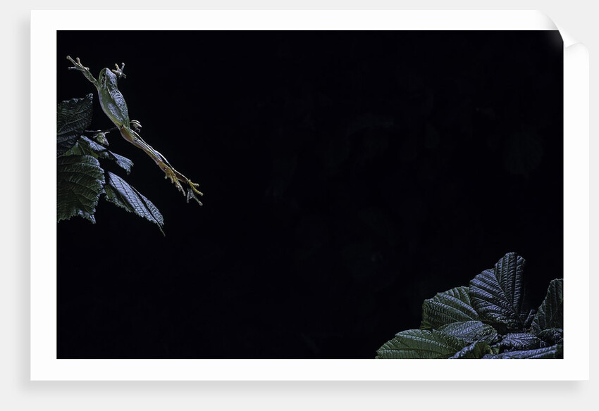 Hyla meridionalis (Mediterranean tree frog) - leaping by Anonymous