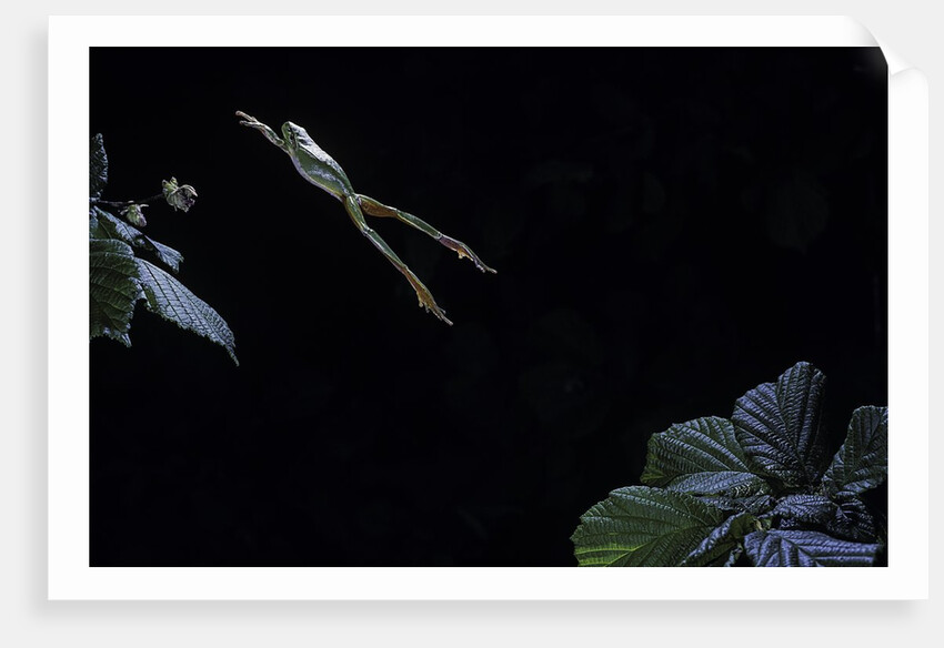 Hyla meridionalis (Mediterranean tree frog) - leaping by Anonymous