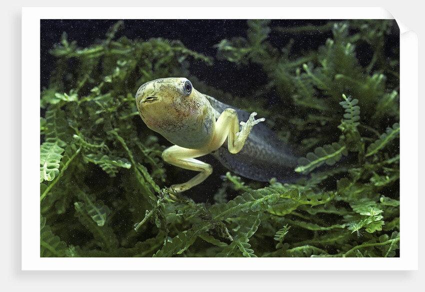 Hyla meridionalis (Mediterranean tree frog) - tadpole 2 legs by Anonymous