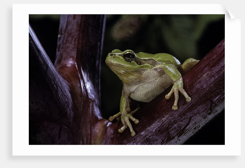 Hyla meridionalis (Mediterranean tree frog) by Anonymous