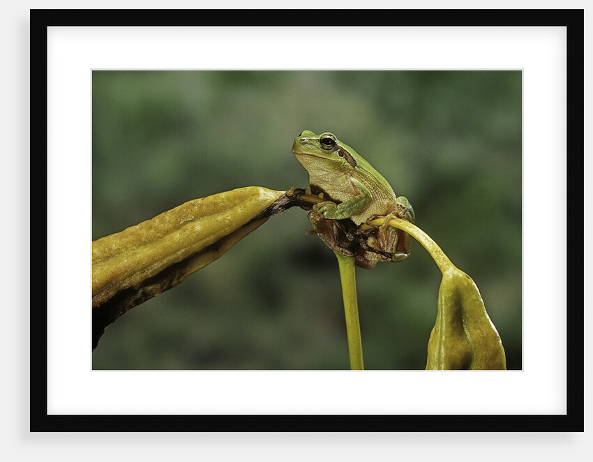 Hyla meridionalis (Mediterranean tree frog) by Anonymous