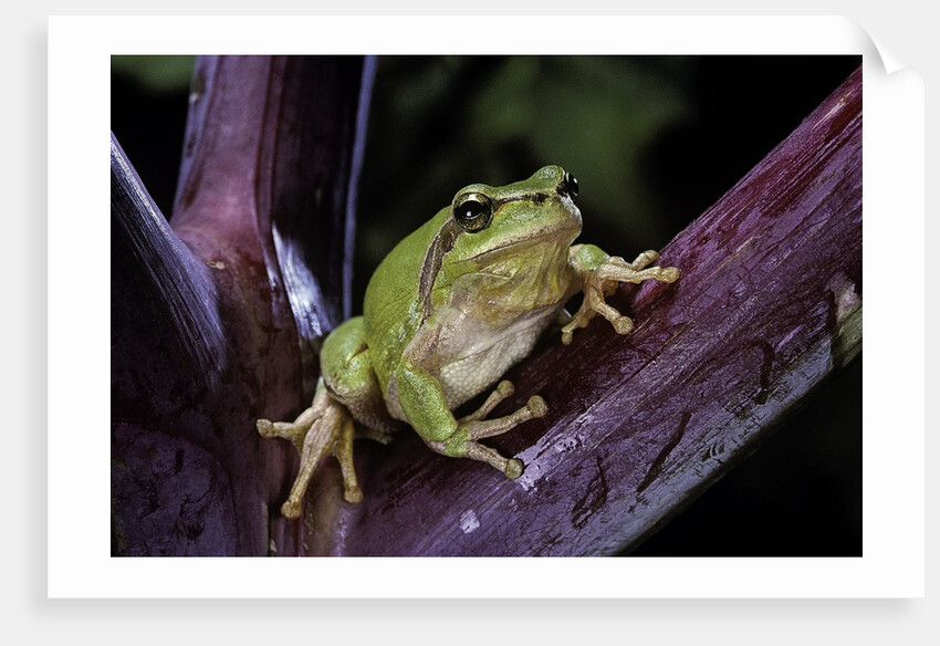 Hyla meridionalis (Mediterranean tree frog) by Anonymous