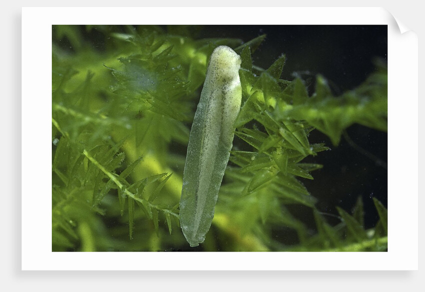 Hyla meridionalis (Mediterranean tree frog) - newly hatched tadpole by Anonymous