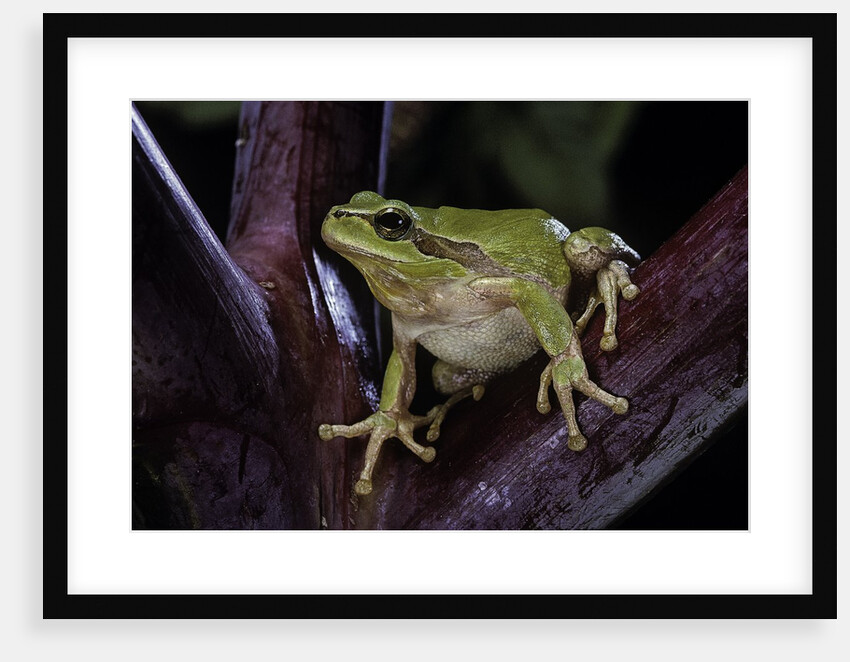 Hyla meridionalis (Mediterranean tree frog) by Anonymous
