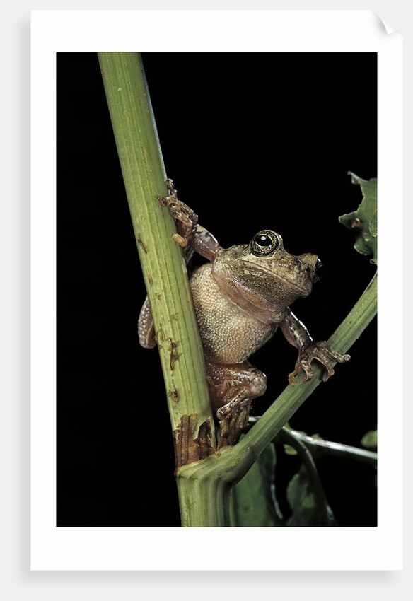 Hyla versicolor (gray treefrog) by Anonymous