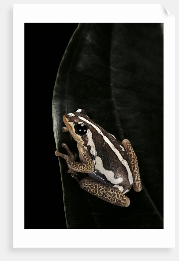 Hyperolius marmoratus (marbled reed frog, painted reed frog) by Anonymous