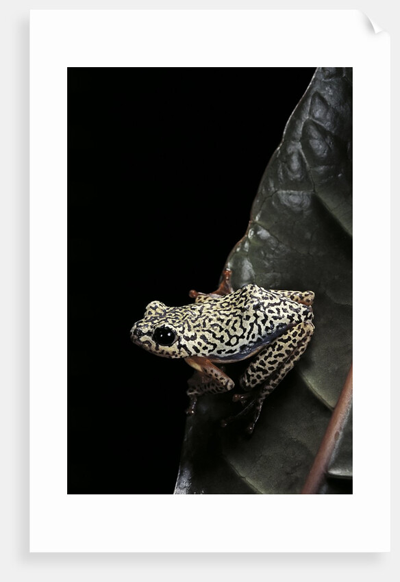 Hyperolius marmoratus (marbled reed frog, painted reed frog) by Anonymous