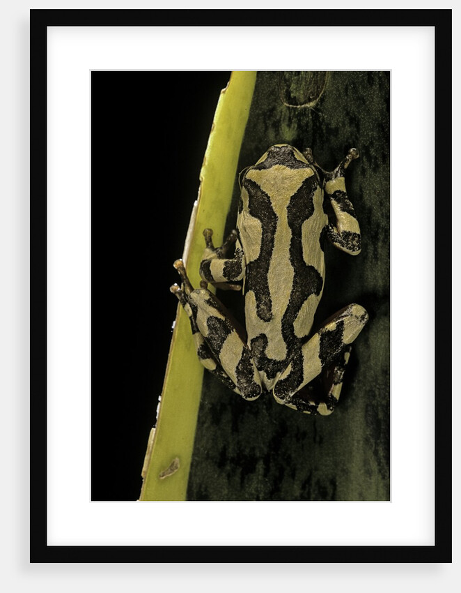 Hyperolius marmoratus (marbled reed frog, painted reed frog) by Anonymous