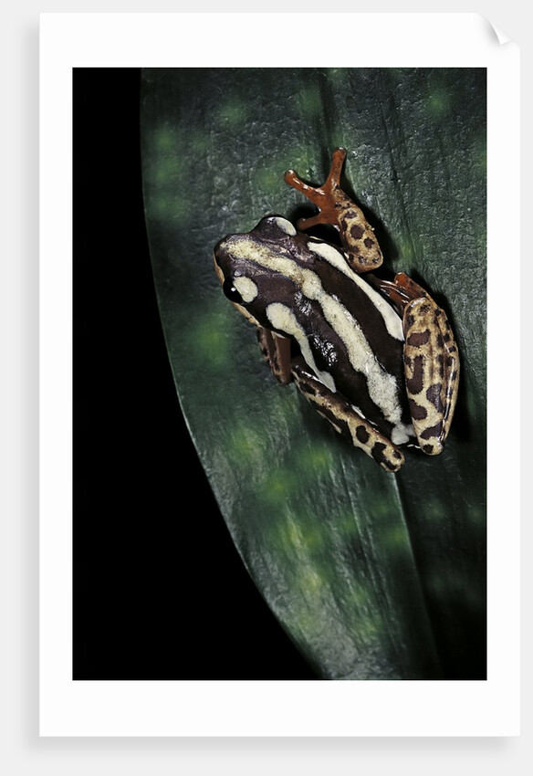 Hyperolius marmoratus parallelus (marbled reed frog, painted reed frog) by Anonymous