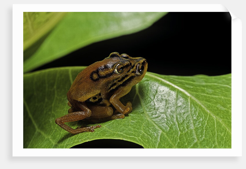 Hyperolius puncticulatus - mating by Anonymous