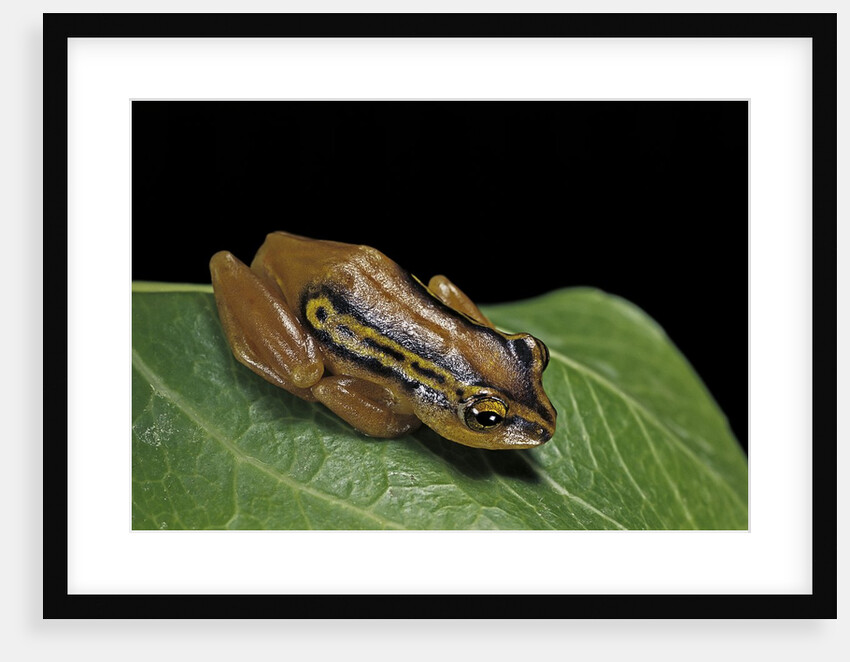 Hyperolius puncticulatus (spotted reed frog) by Anonymous